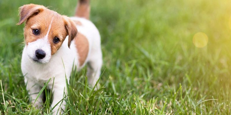 Bật mí nằm mơ thấy chó đánh số mấy để trúng lớn