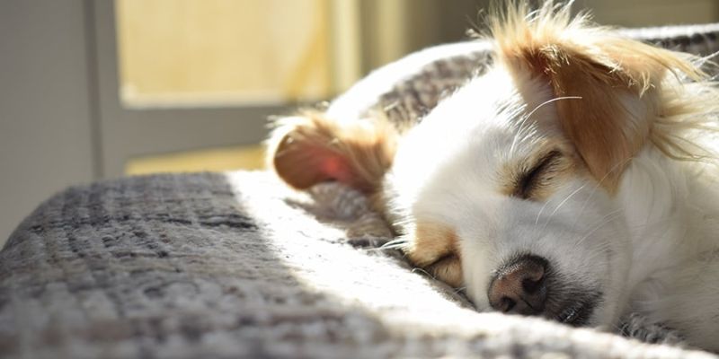 Nằm Mơ Thấy Chó Đánh Số Mấy Giúp Đổi Vận Trúng Lớn