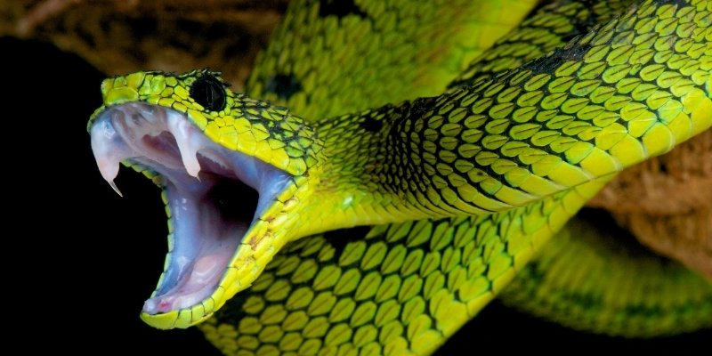 Nằm Mơ Thấy Rắn Đánh Số Gì? Cách Luận Giải Điềm Báo