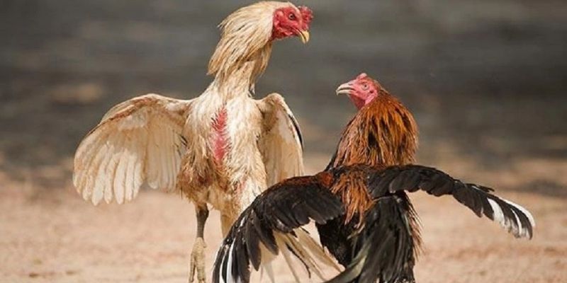 đá gà trực tiếp