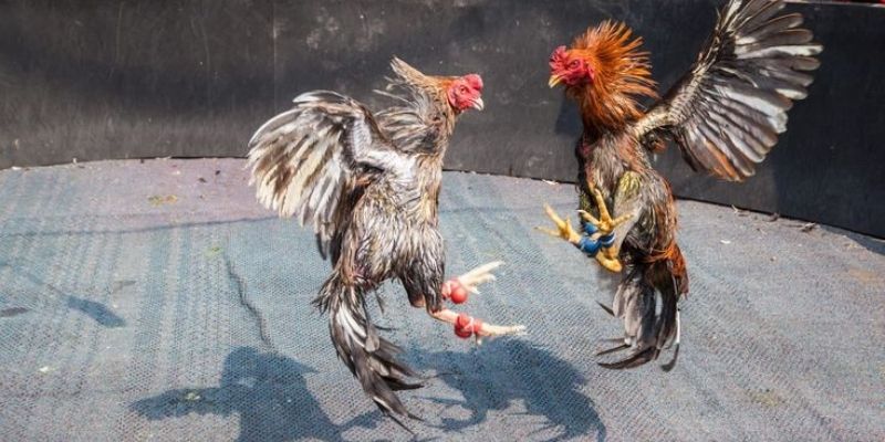 Hình thức chọi gà cựa dao được yêu thích toàn cầu