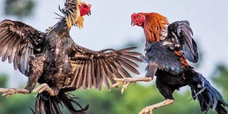 Những lưu ý giúp bạn cược đá gà dễ thắng hơn