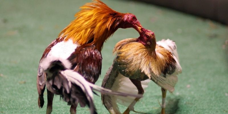 Tổng quan về hình thức đấu gà trực tiếp